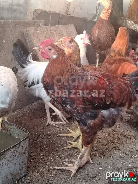 Kesime hazır Kent Çolpalar — Yevlax