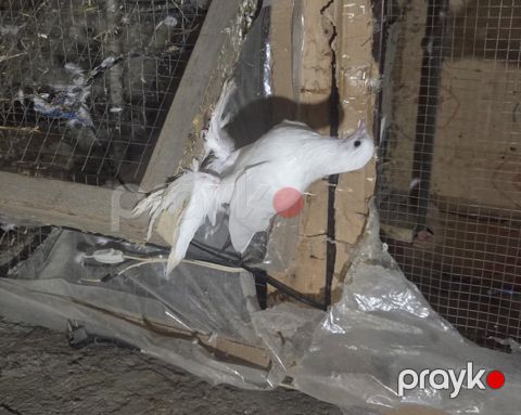 Göyərçinlər — Bakı