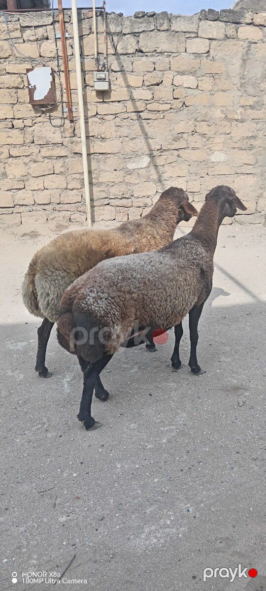 Quzular — Kənd təsərrüfatı heyvanları, Bakı (2)
