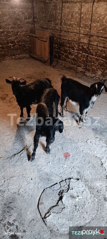3 baş keçi satılır — Digər heyvanlar, Göygöl (6)
