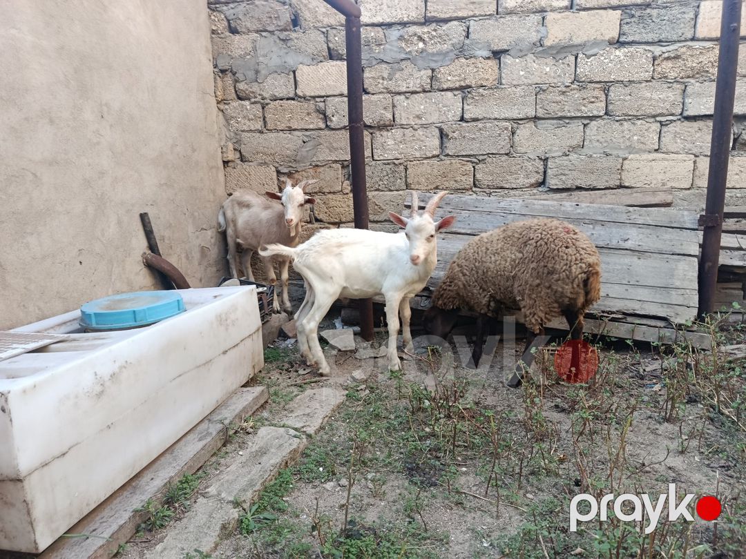 Quzu və çəpiş — Kənd təsərrüfatı heyvanları, Bakı (5)