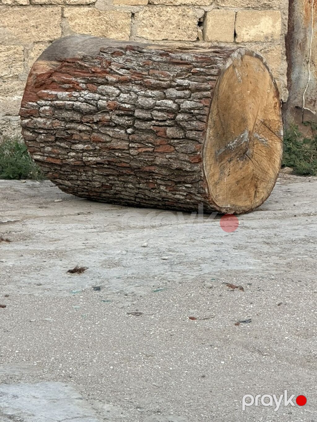 Palıd Ağacından Möhkəm Kötüklər Satılır Palıd ağacıdır, çürüyü — Mangal və aksesuarları, Sumqayıt (4)