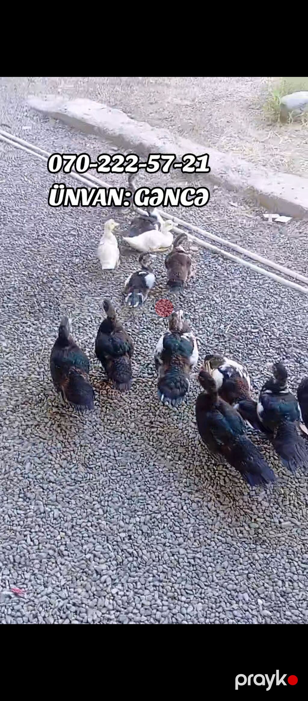 Məhsul: Lal ördək (Muscovy duck) Təsvir: - Ev şəraitində bəslənmiş — Digərləri, Gəncə (3)