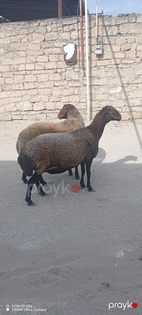 Quzular — Bakı
