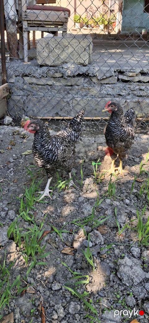 Amarosk xoruzu 3 aylıqdı.barter var — Mingəçevir