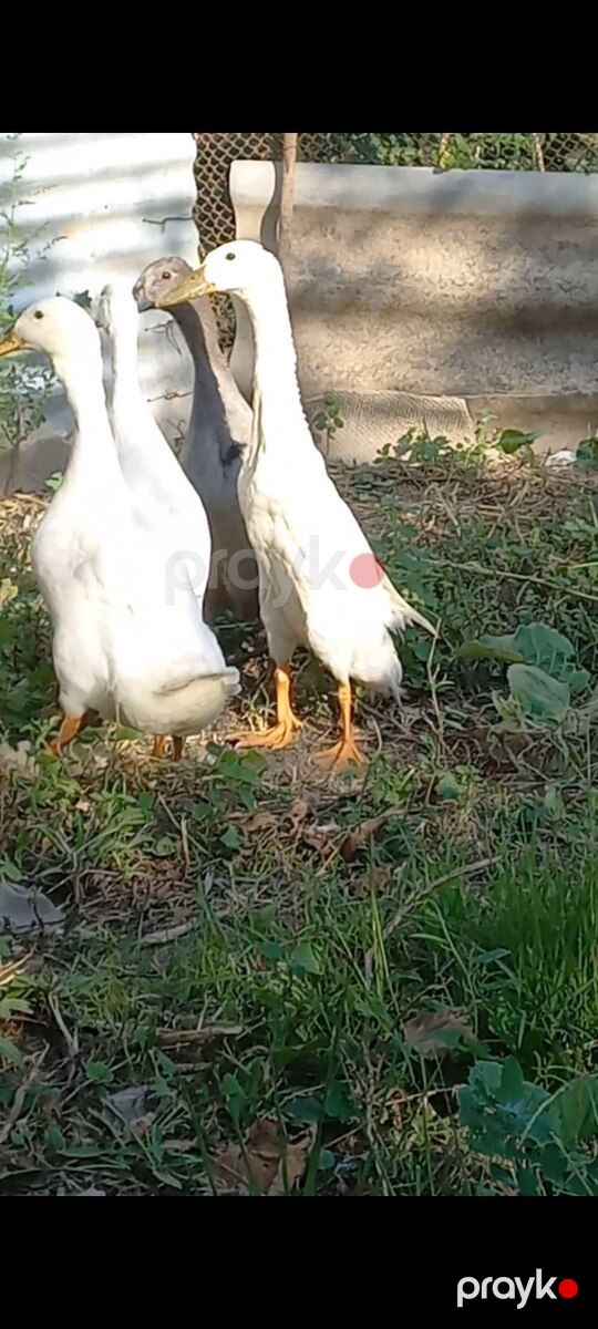 Kalduk ördəkləri — Quşlar, Bərdə (2)