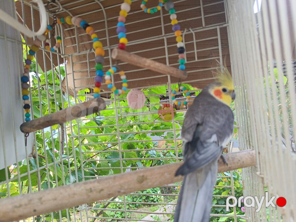Nimfa (cockatiel) tutuquşu – boz bədən, ağ qanad ləkələri, sarı baş və — Tutyun papağayı, Bakı (2)