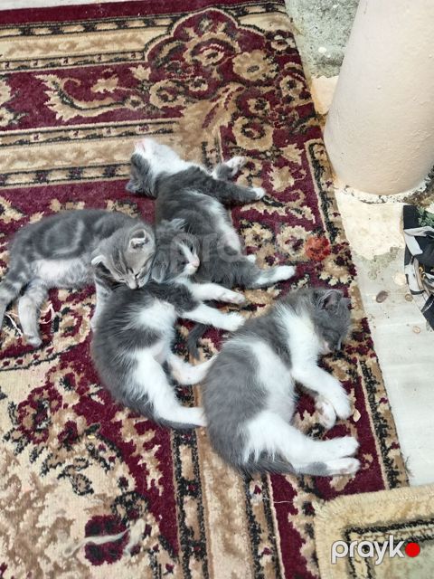 Şotland, Erkək, Yaxşı əllərə, Ünvandan götürmə — Bakı