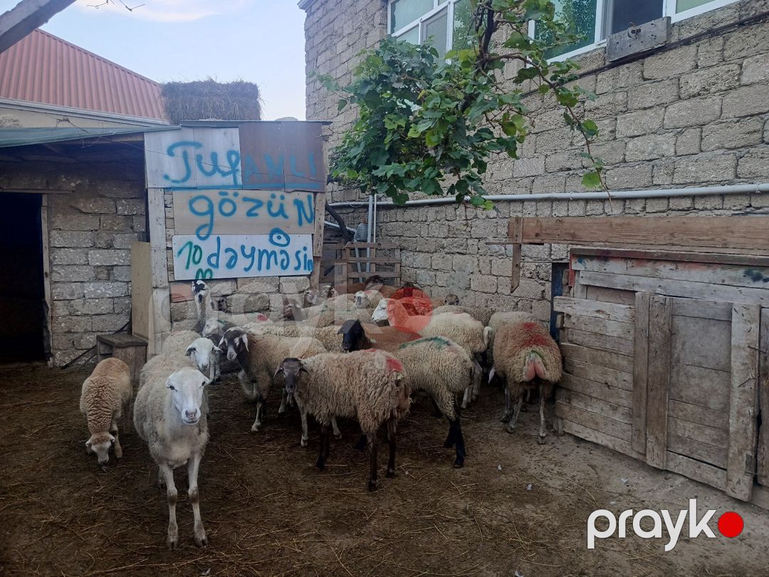 Quzular — Kənd təsərrüfatı heyvanları, Bakı (5)