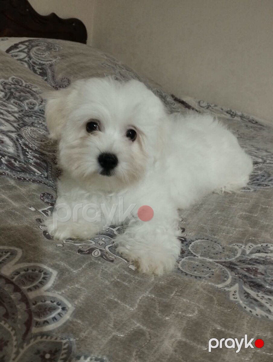 Pekines balaları — Köpəklər, Bakı (11)