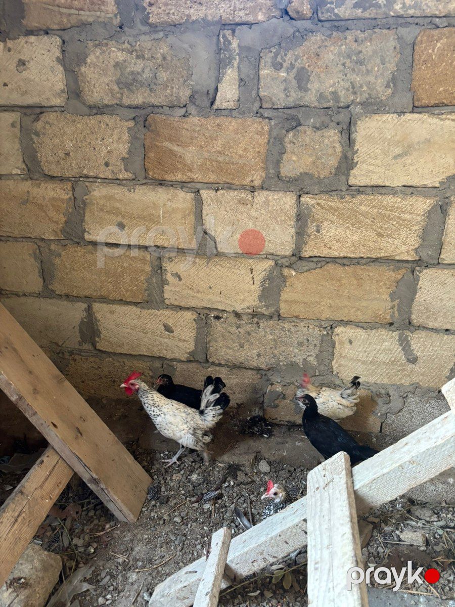 Yapon toyuqları — Quşlar, Bakı (4)