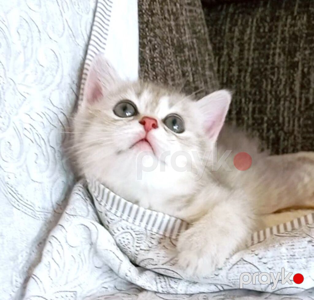 Dişi, Yaxşı əllərə, Ünvandan götürmə — Pişiklər, Bakı (8)