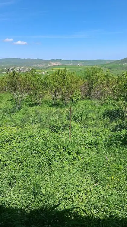 10 sot Torpaq Satılır, Şabran — Torpaq, Şabran (3)