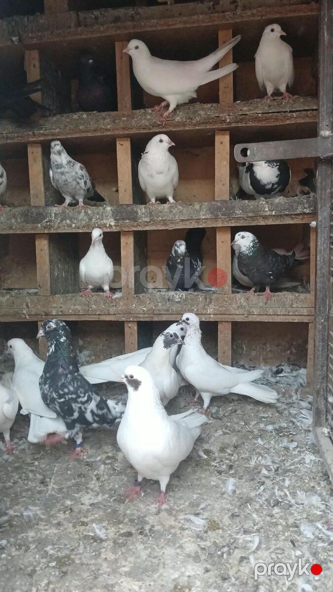 Göyərçinlər — Quşlar, Bakı (5)