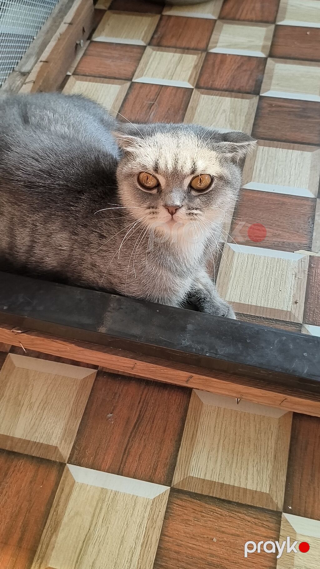 Sallaqqulaq sotland disi bala 7 ayliq. wp yazin catdirilma var. 40 — Digər heyvanlar, Xırdalan (3)