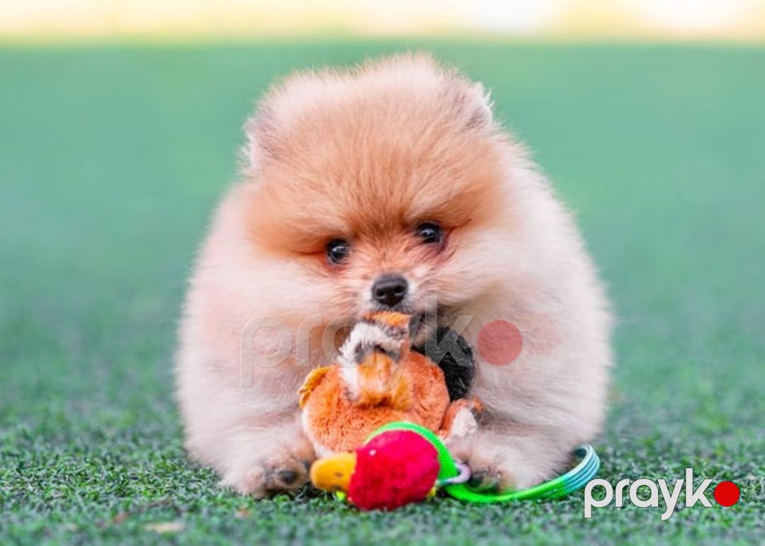 Pekines balaları — Köpəklər, Bakı (7)
