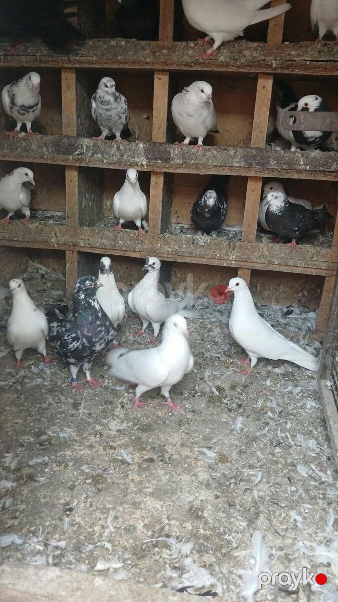 Göyərçinlər — Quşlar, Bakı (2)