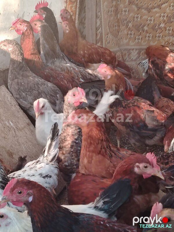 Kesime hazır Kent Çolpalar — Quşlar, Yevlax (4)