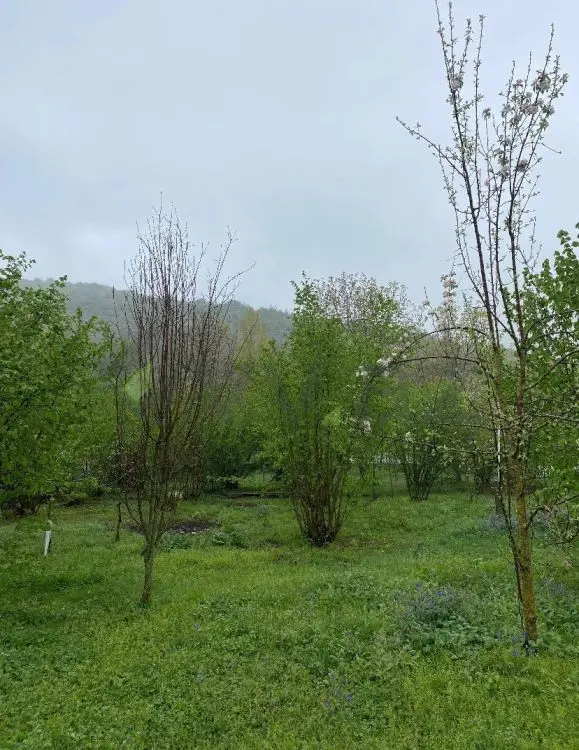 7 sot Torpaq Satılır, Qəbələ — Torpaq, Qəbələ (2)