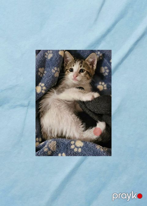Котенок в добрые руки — Bakı