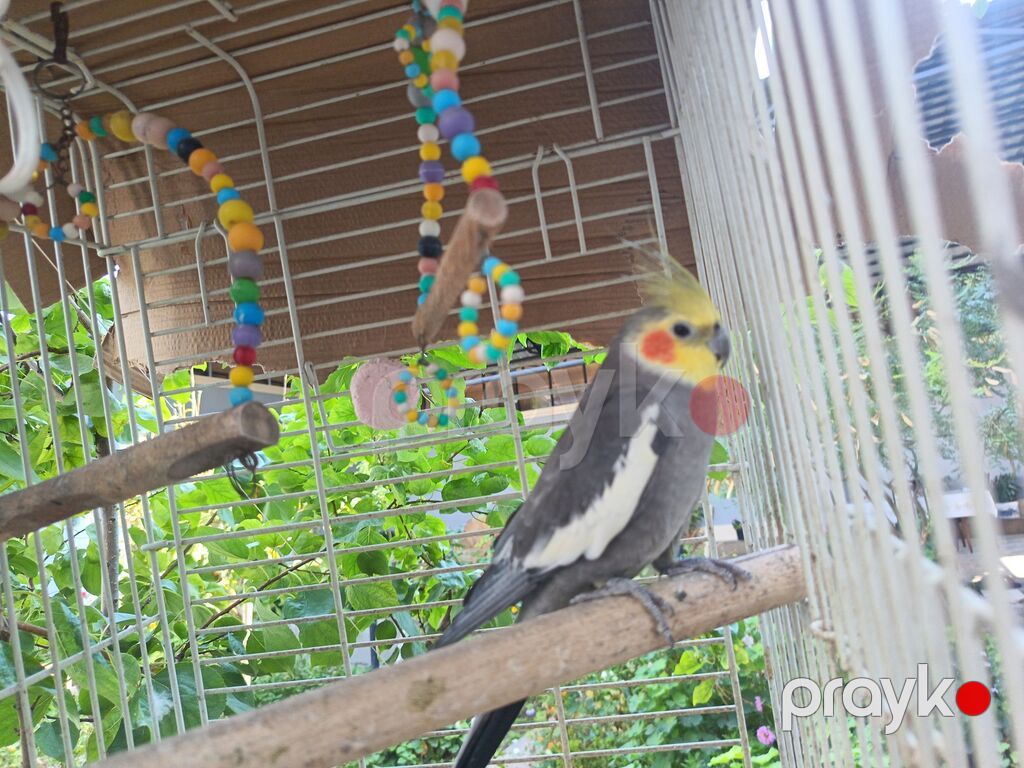 Nimfa (Cockatiel) tutuquşu – boz rəng, ağ qanad ləkələri, sarı çeper — Tutyun papağayı, Bakı (2)
