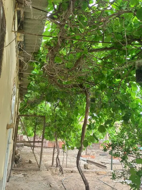 12 sot Torpaq Satılır, Kürdəxanı qəs., Sabunçu, Bakı — Torpaq, Bakı (2)