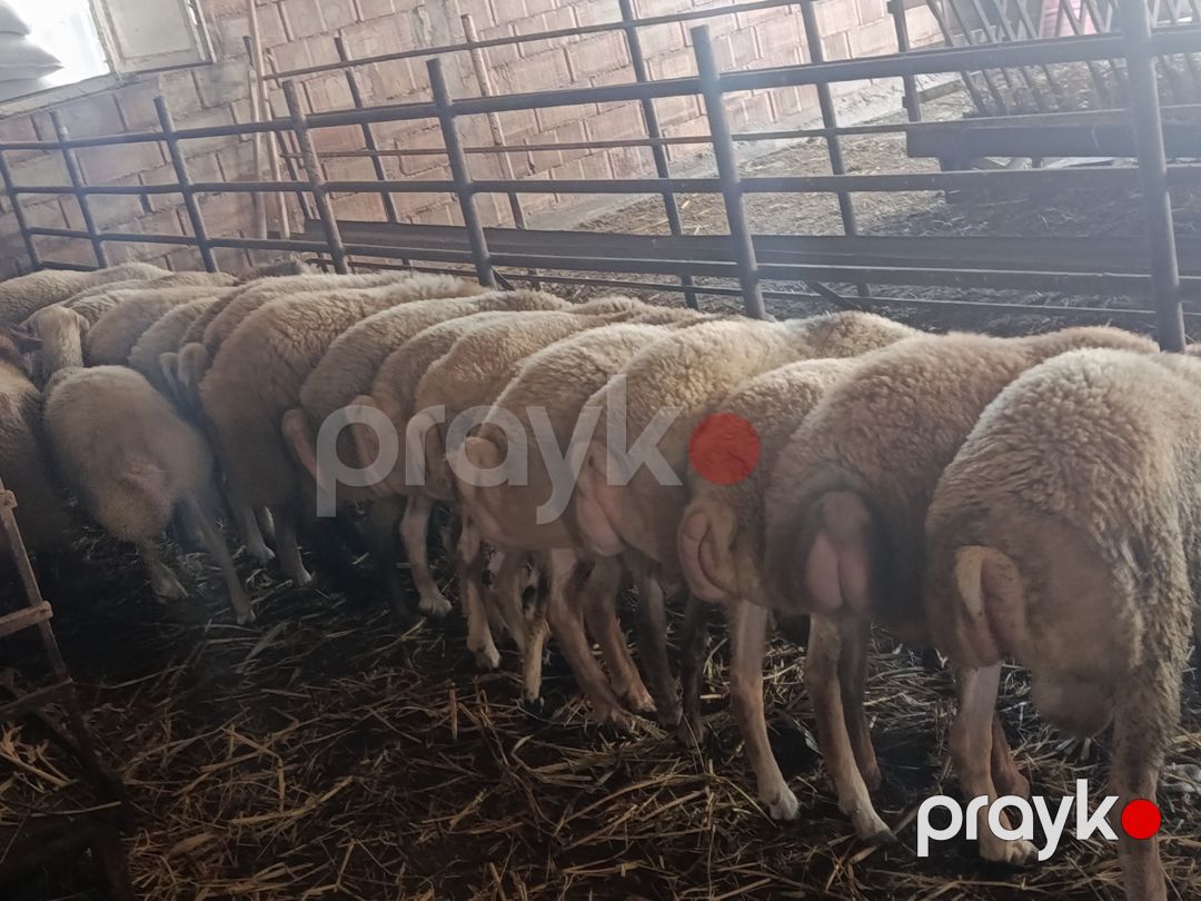 Quzular — Kənd təsərrüfatı heyvanları, Şirvan (10)