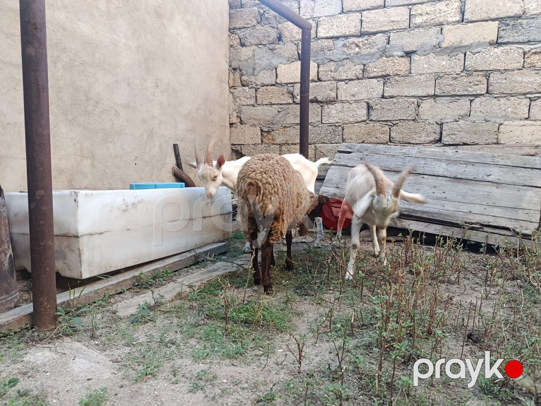 Quzu və çəpiş — Kənd təsərrüfatı heyvanları, Bakı (2)