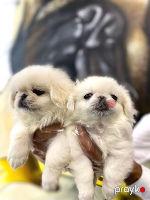 Pekines balaları — Bakı
