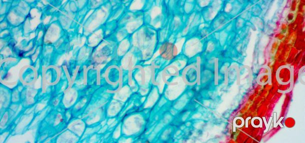 Mikroskop Levenhuk (bioloji) D670T 40029 — Mikroskoplar, Bakı (7)