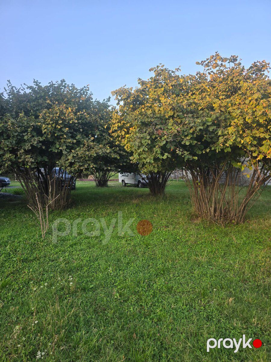 7 sot torpaq sahəsi, Zaqatala ş — Torpaq, Zaqatala (2)