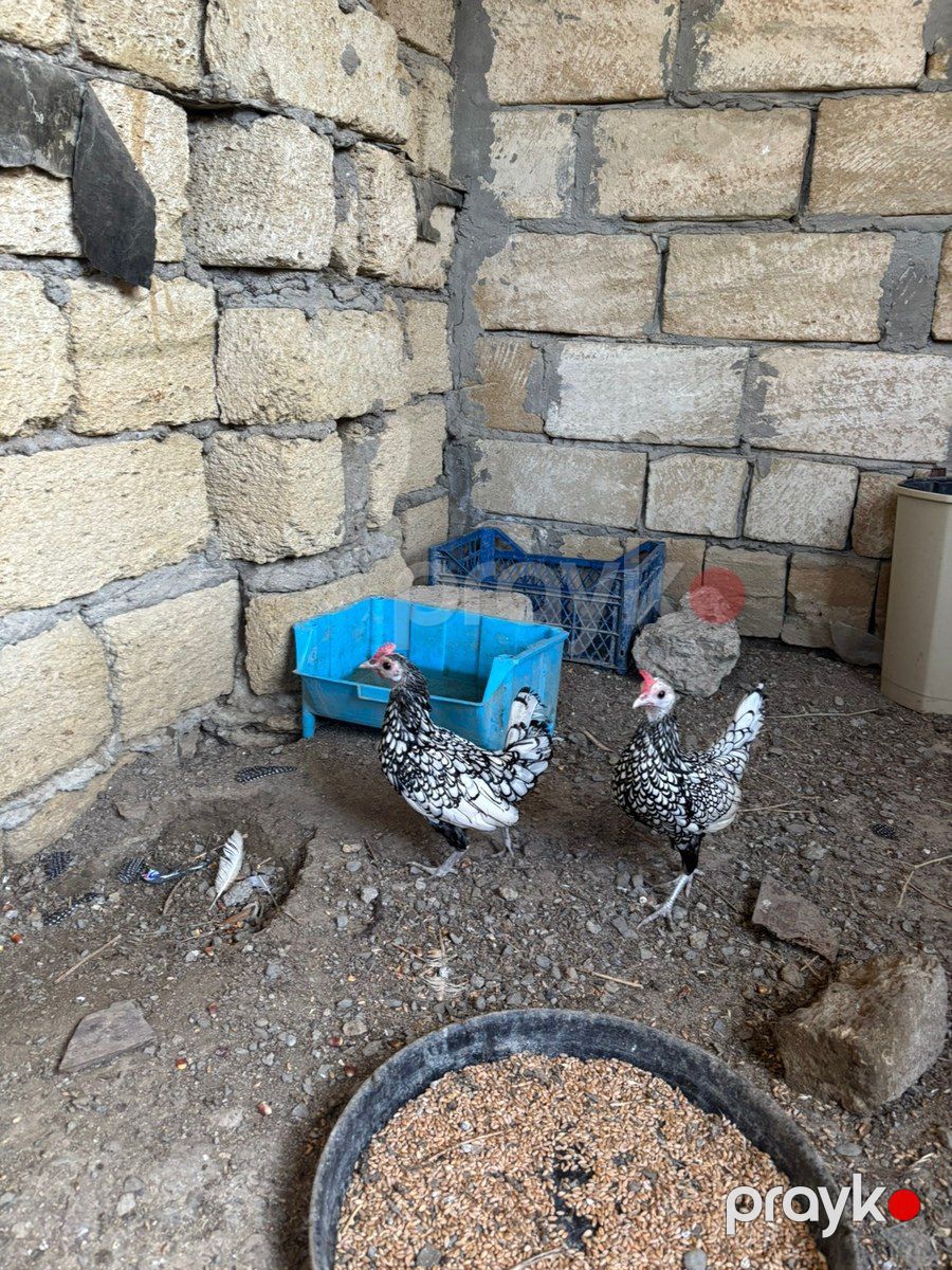 Yapon toyuqları — Quşlar, Bakı (8)