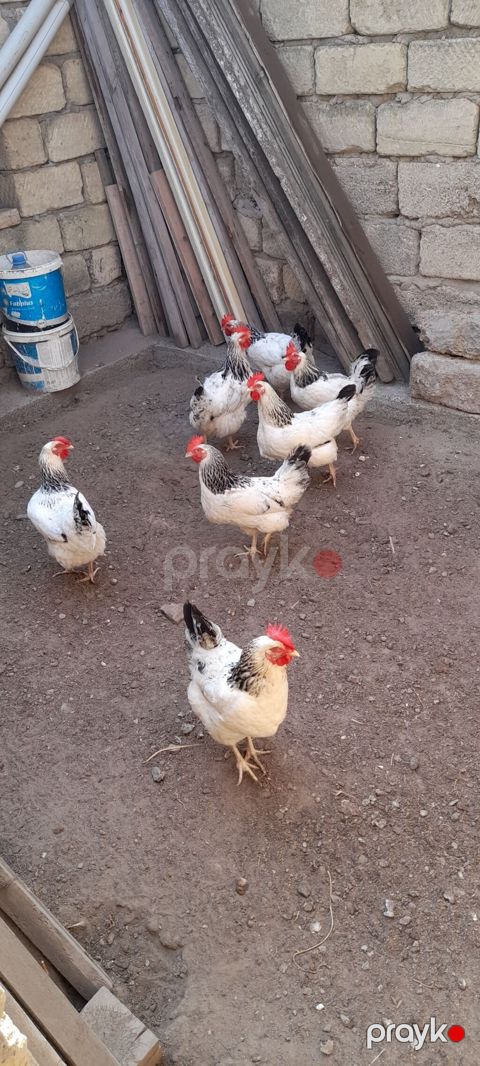 Toyuq, Yumurtalıq, Ünvandan götürmə — Digah