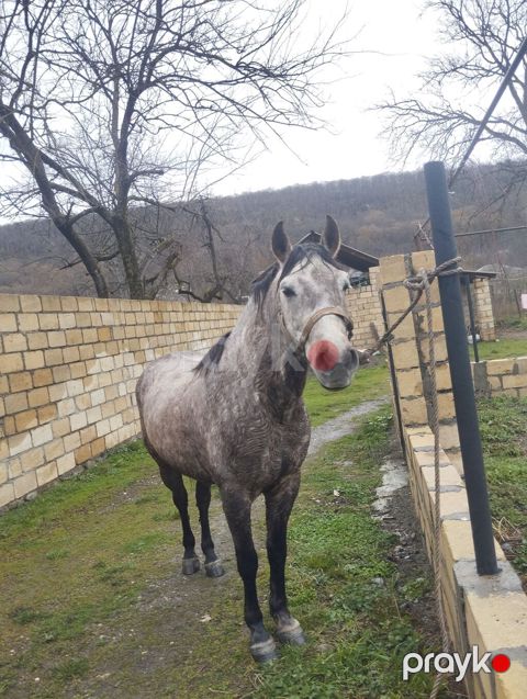 Boz rəngli at – möhkəm bədən quruluşu və zərif duruş. Xüsusiyyətlər — Qusar