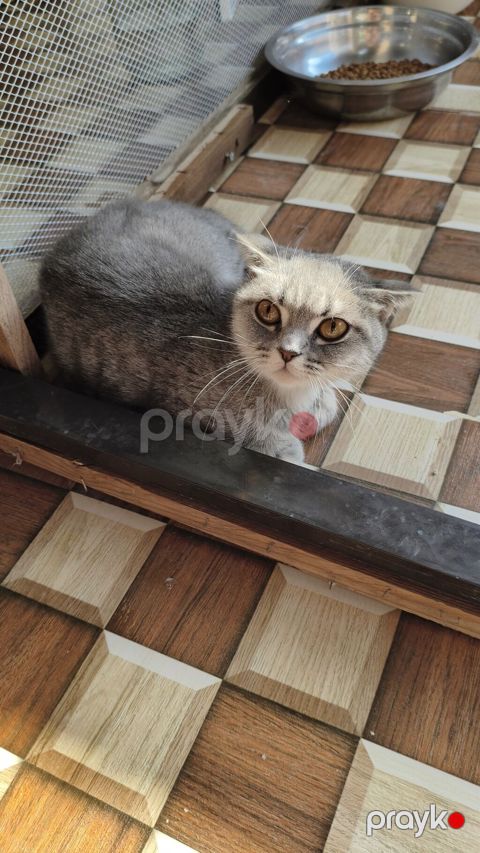Sallaqqulaq sotland disi bala 7 ayliq. wp yazin catdirilma var. 40 — Xırdalan