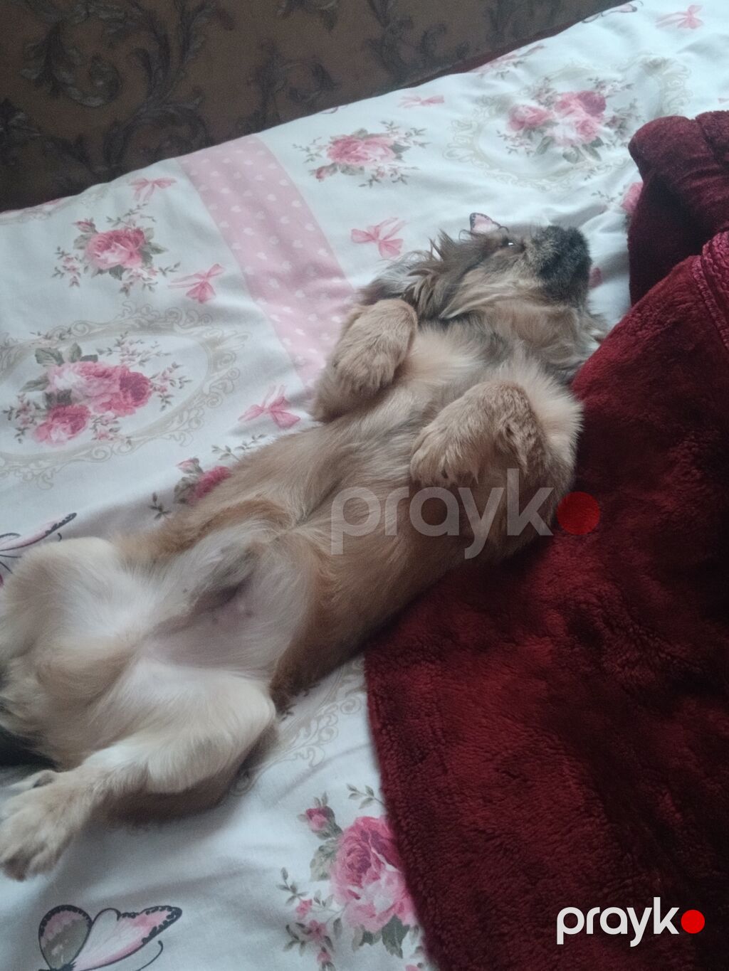 Pekines, 9 ay, Erkək, Peyvəndli, Ünvandan götürmə — Köpəklər, Gəncə (2)