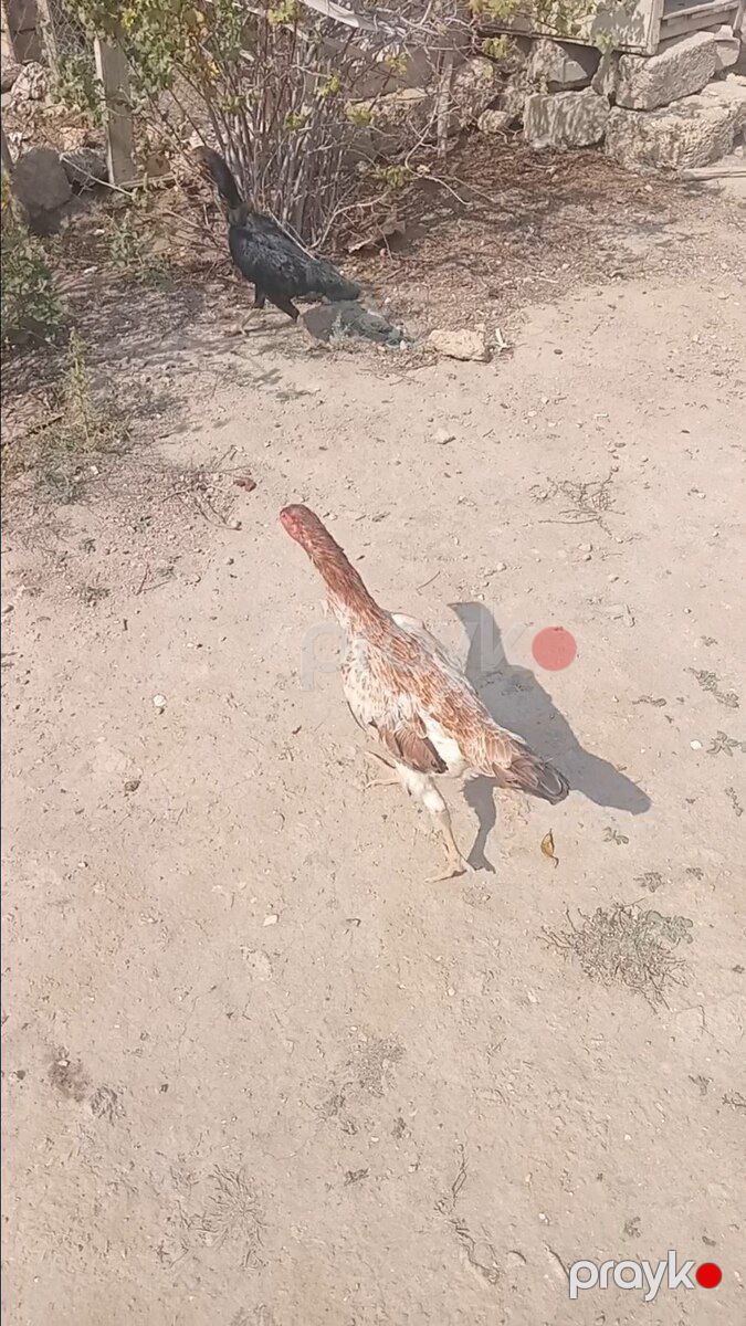 Heyratı — Quşlar, Bakı (3)