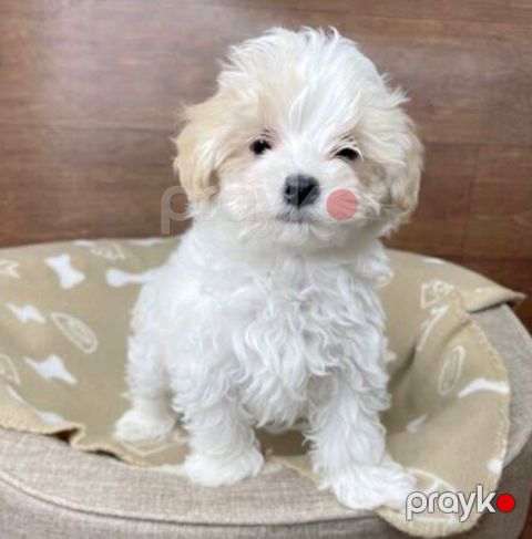 F1 Maltipoo balası — Bakı