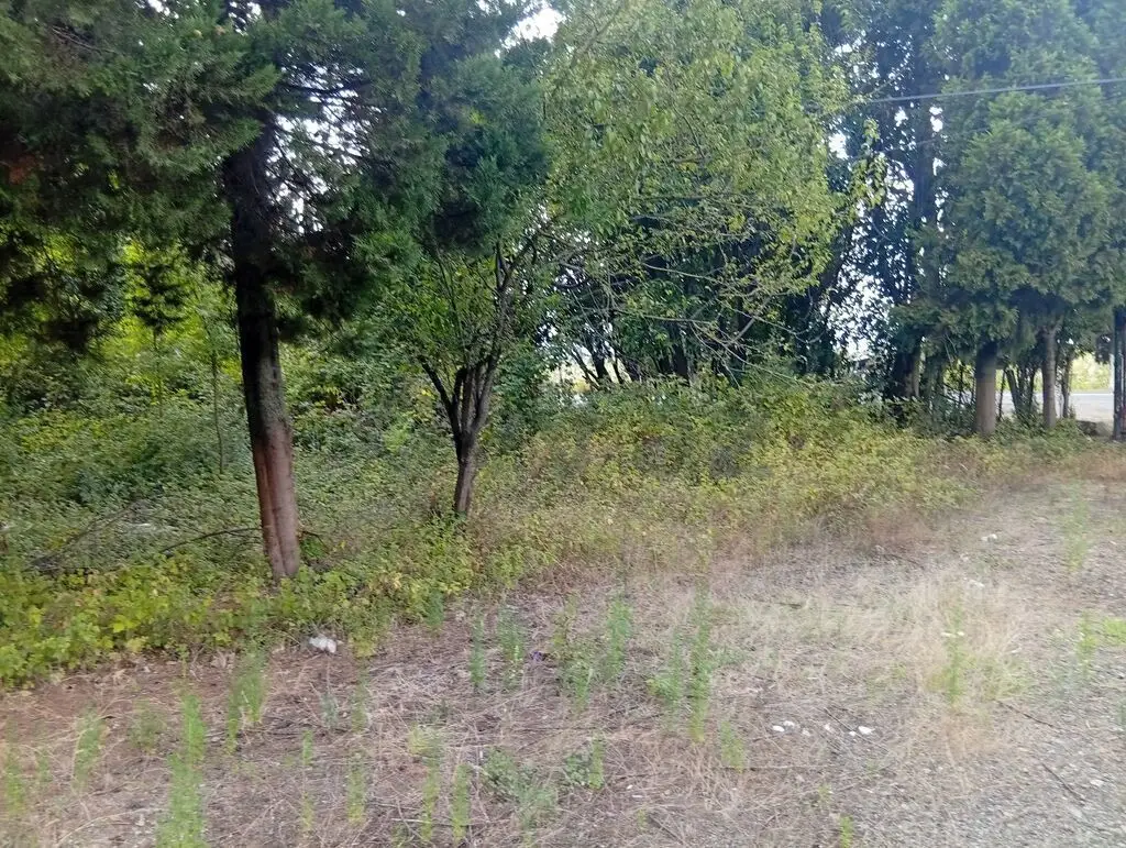 67 sot Torpaq Satılır, Lənkəran — Torpaq, Lənkəran (2)