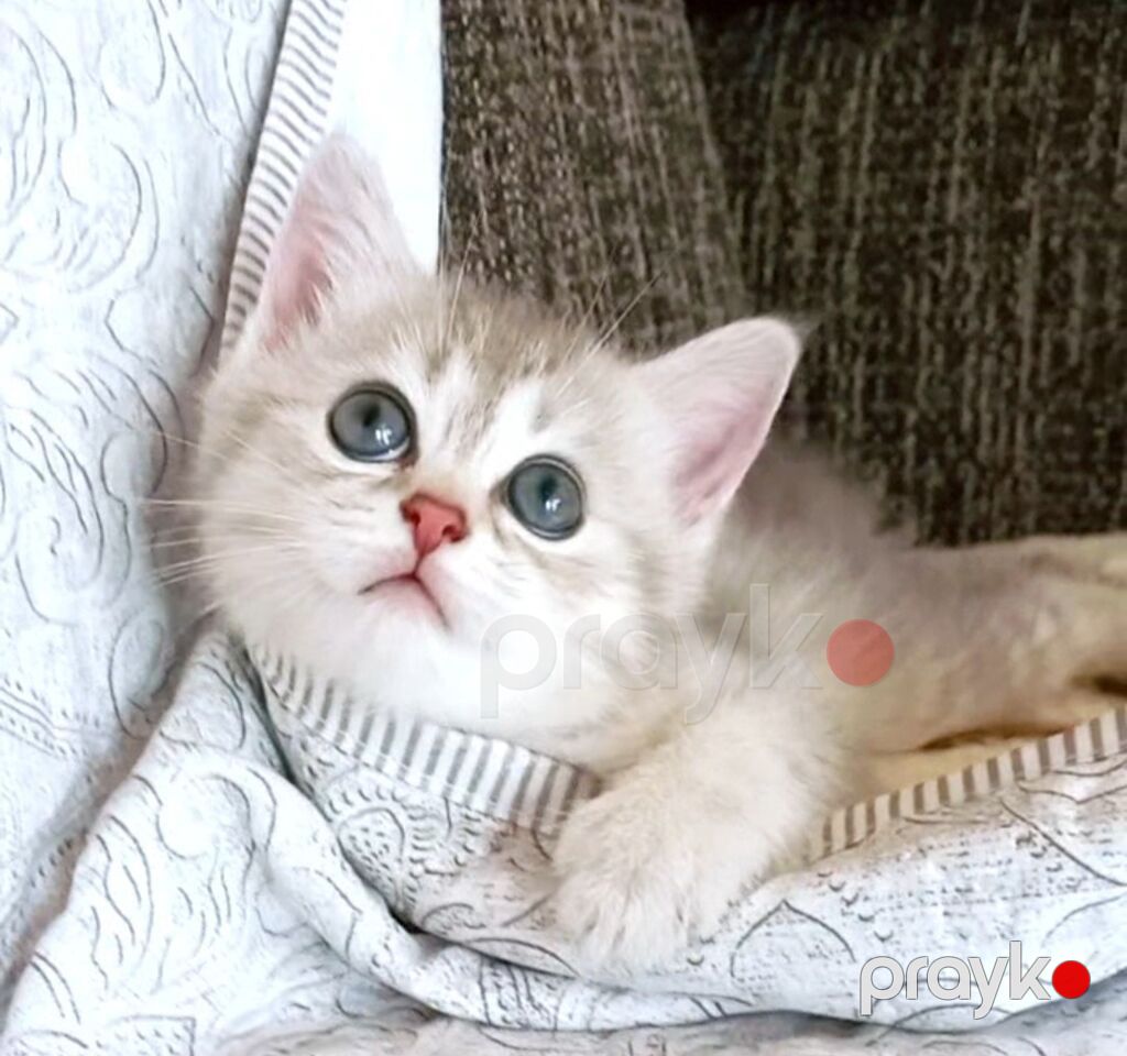 Dişi, Yaxşı əllərə, Ünvandan götürmə — Pişiklər, Bakı (7)