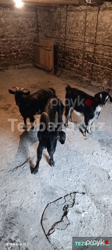 3 baş keçi satılır — Digər heyvanlar, Göygöl (2)