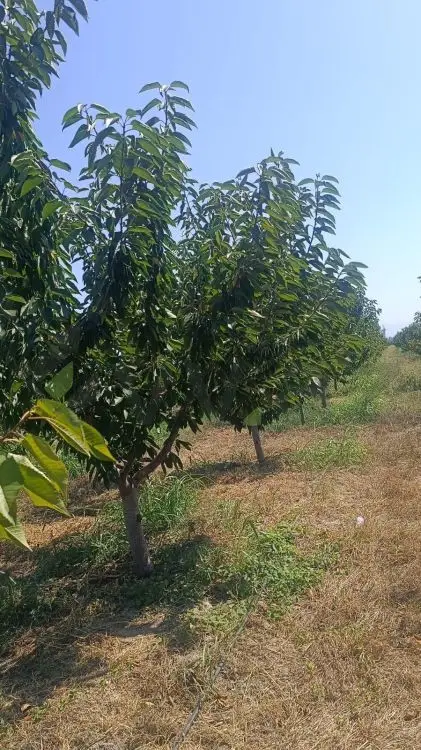 373 sot Torpaq Satılır, Quba — Torpaq, Quba (3)
