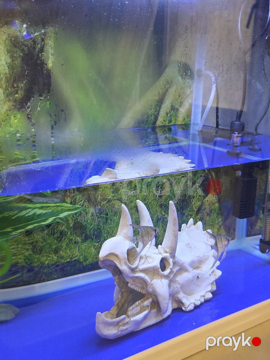 Akvarium dekoru — Akvariumlar və balıqlar, Sumqayıt (4)