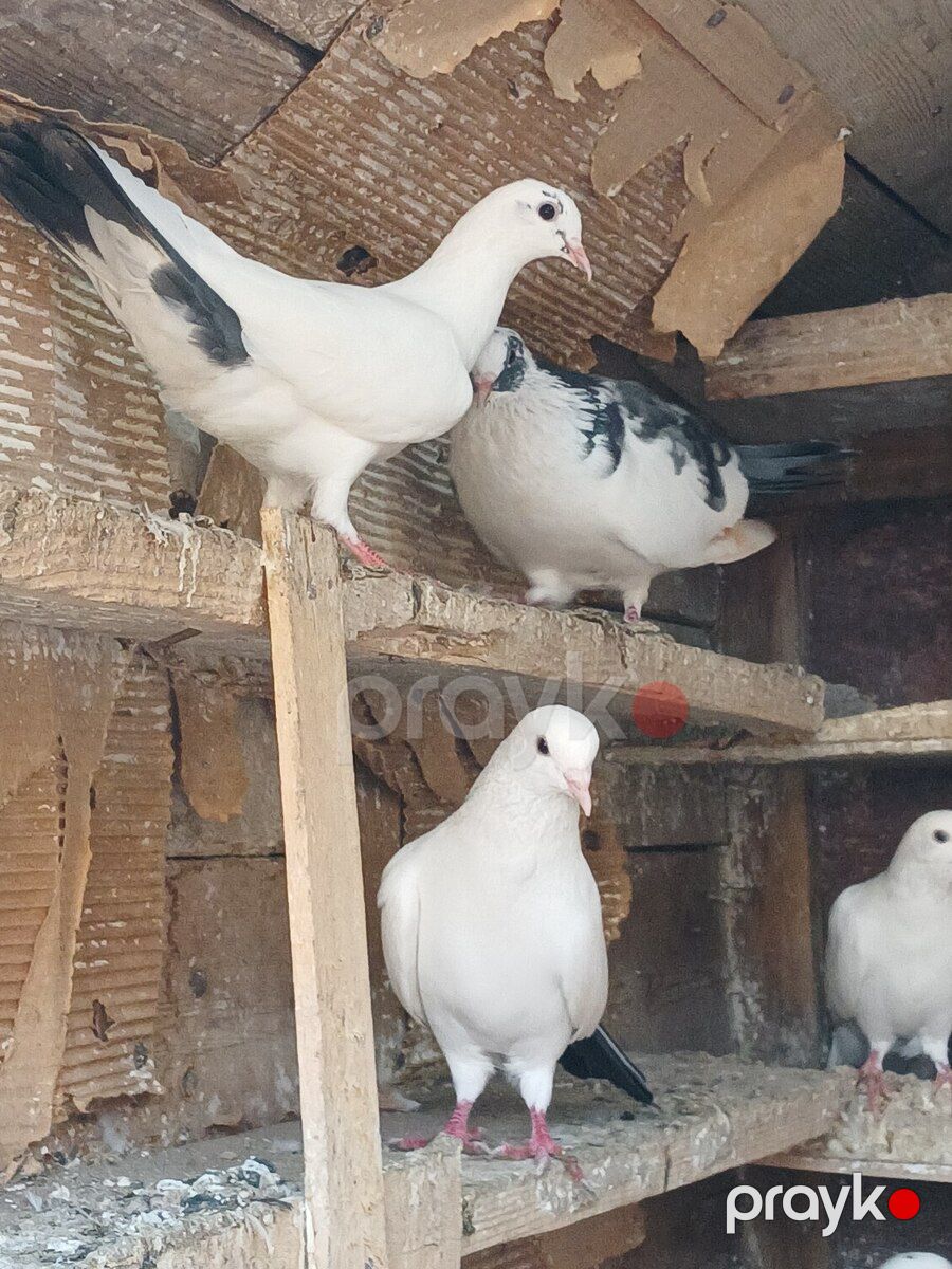 Göyərçinlər — Quşlar, Bakı (6)