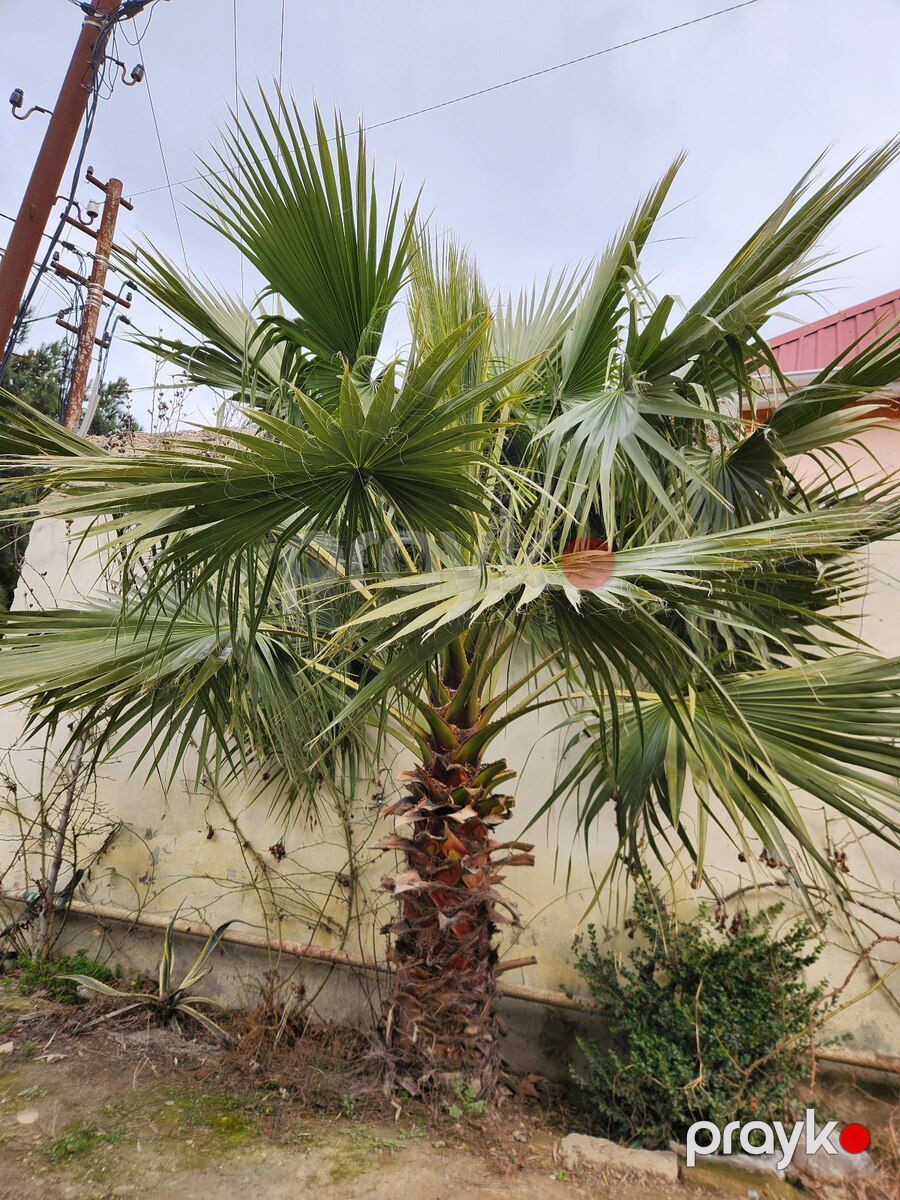Dekorativ palma — Bitkilər, Bakı (5)