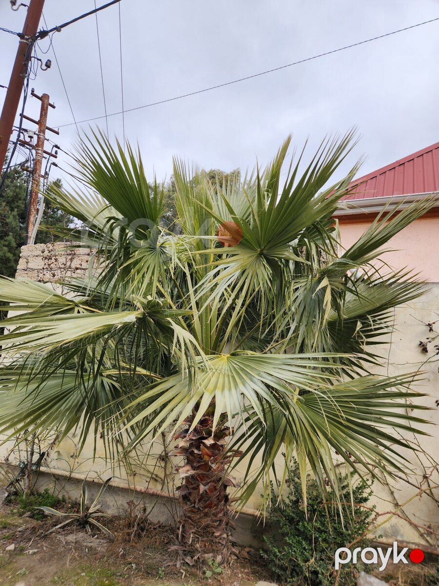 Dekorativ palma — Bitkilər, Bakı (9)