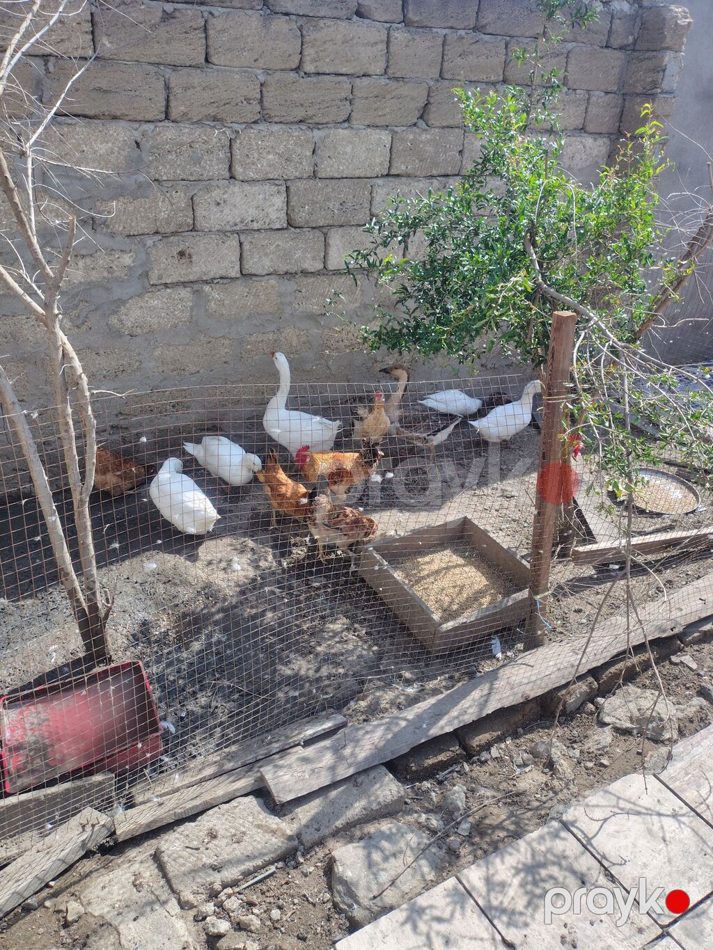 Ordek Satilir 4 ededi. 4u bir yerde 100 azn. yumurtlayir 4u de — Digərləri, Bakı (2)