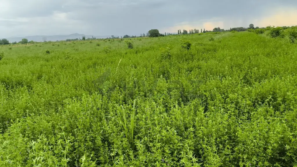 260 sot Torpaq Satılır, Ağdaş — Torpaq, Ağdaş (2)
