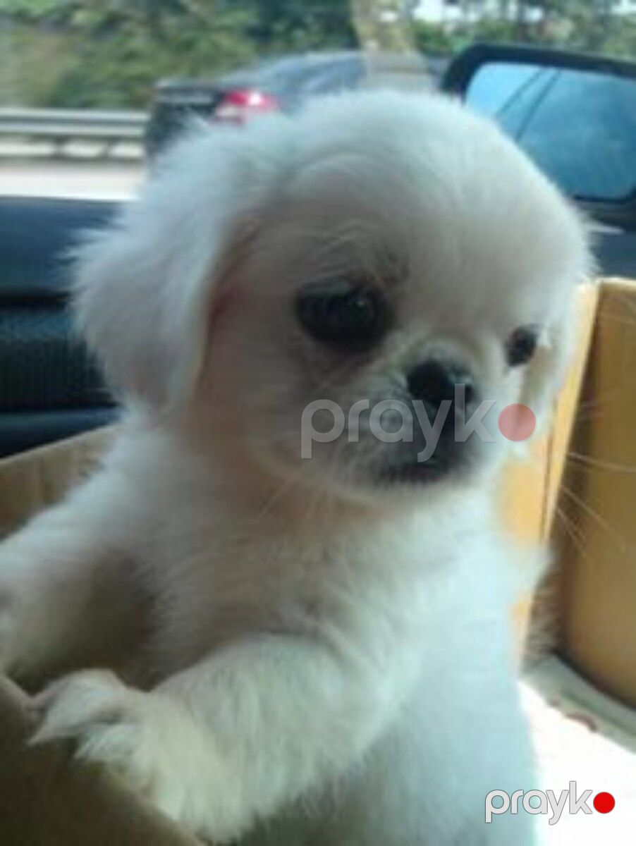 Pekines balaları — Köpəklər, Bakı (10)