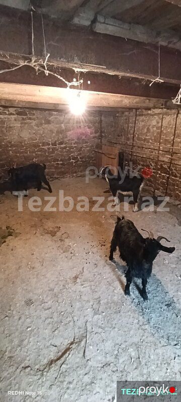 3 baş keçi satılır — Göygöl